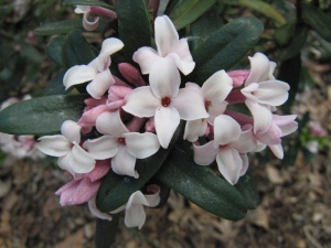 The stunning, new Daphne “Eternal Fragrance"... flowers several times a year and is a compact form with an amazing fragrance.