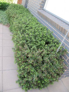 Think of Hebe as an alternative to box hedging.