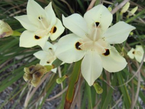 Dietes... a tough, South African plant ideally suited to our climate that needs room to grow.