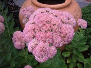 The Sedum “Autumn Joy”... come autumn, these pale-pink flowers gradually change to deep pink and finally bronze. 