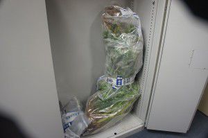 A plant seized from a house in Greenway yesterday.