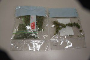 Dried cannabis seized from a house in Greenway yesterday.