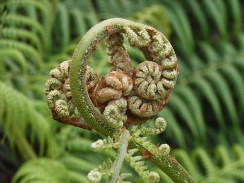 The uncurling tree fern