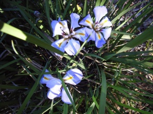 Iris stylosa... for a fragrant winter cut flower