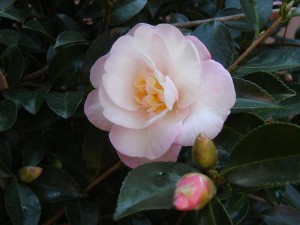Pastel colours of Camellia sasanqua “Paradise Sarah”.