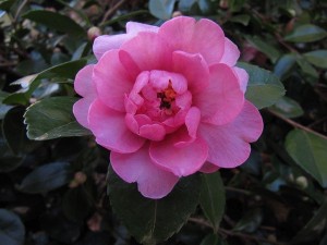 A new Camellia sasanqua awaiting registration.