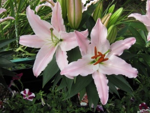 Liliums... popular with Shakespeare.