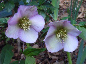 Hellebores... planted en masse they present a perfect winter picture.