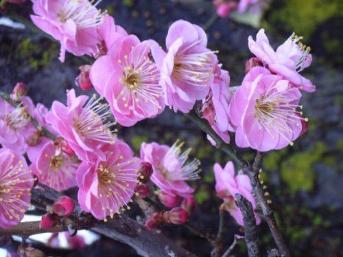 Enjoy mid-winter colour  of the early blossoming tree is the flowering apricot,with a flowering apricot.