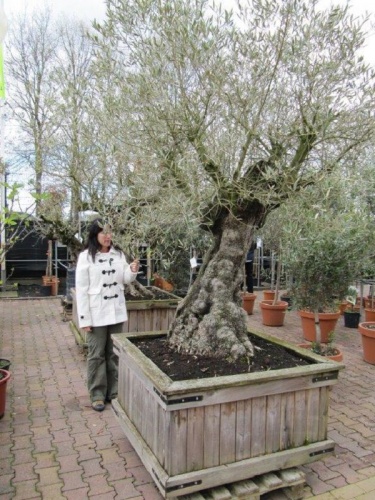 At a garden centre selling 200-year-old olive trees.