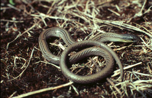 The Striped Legless Lizard. Photo: ACT Government.