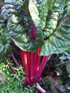 Red spinach adds colour to any part of the garden.