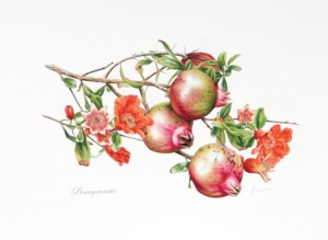 Willis' Pomegranates