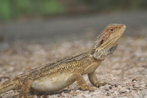 Pet store fined for selling bearded dragons Canberra CityNews