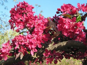 Spectacular crabapple blossom at East Basin Park.
