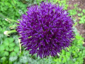 Just look at the make-up of a chive flower.