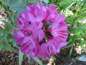 The Horticultural Society's Rhododendron and Azalea show is on at the Wesley Church Centre, Forrest, October 26-27.