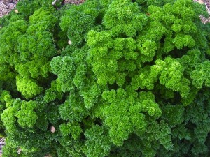 Common parsley is a great fill-in for flowerbeds.