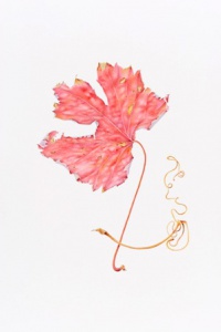 Sharon Field, grape leaf - watercolour on paper