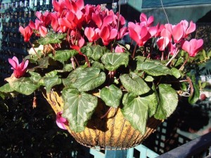 Cyclamen in a carpet underlay liner that’s seven years old.