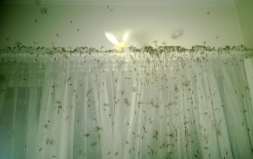 A tennant’s photo of a termite swarm that had burst through an internal wall and had damaged the structure of a house in Canberra.
