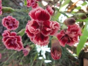 The stunning new Dianthus “Sugar Plum”.