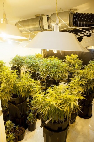 Cannabis growing inside a Macgregor house that was raided yesterday.