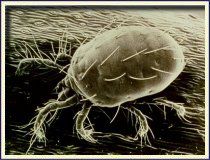 Up close: The Gorse spider mite