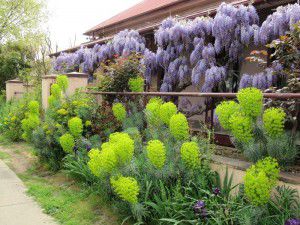 Time to start summer pruning wisteria.