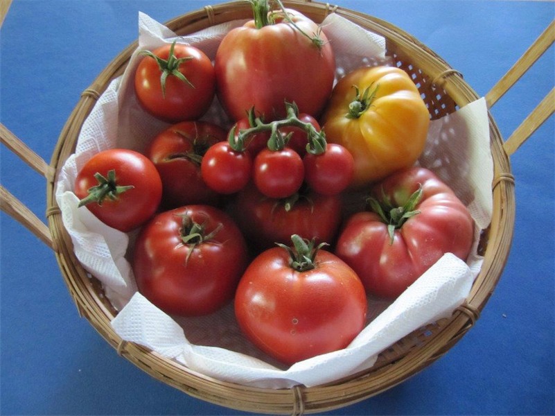 Howard Hollingsworth’s basket of just a few of the tomato varieties he grows.