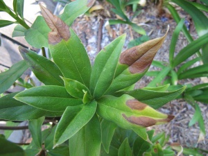 Browning on the tips of the leaves… an indication of a plant needing water.