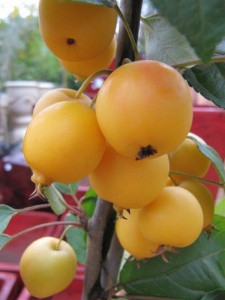 Malus “Golden Hornet” crabapple… the beauty with crabapples is they are virtually pest and disease free. 