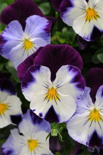 Oasis Pansy “Spreading Violet Wing’... great for ground cover with a spreading range to 60 centimetres. 