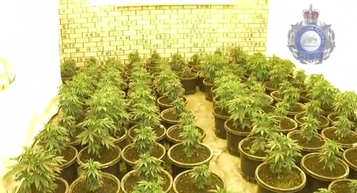 screenshot of grow house video