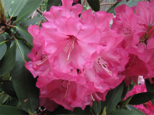 The true magnificence of rhododendron flowers. 