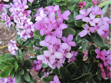 The all-new daphne “Spring Pink”. 