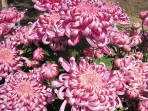 Chrysanthemums… easy to grow and can be divided into dozens of extra plants in late winter/spring for filling bare spots in the garden. 