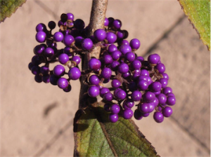The stunning autumn berries of Callicarpa… flowers, autumn leaves and berries like this, what more do you want? 