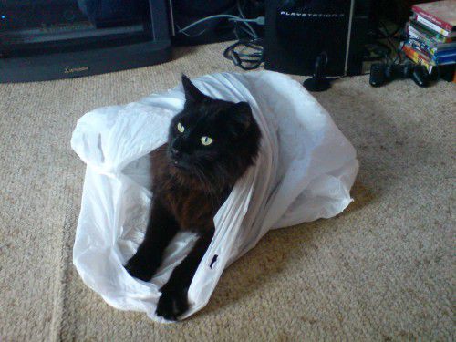 cat in bag