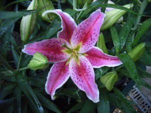 It’s lily planting time… no garden is complete without them. 