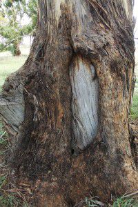 page-images-tree-trunk