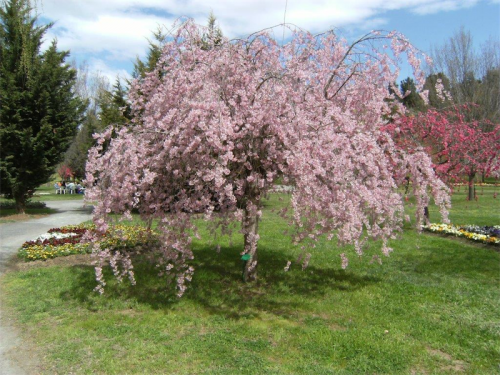 It is hard to surpass the beauty of a weeping cherry. 