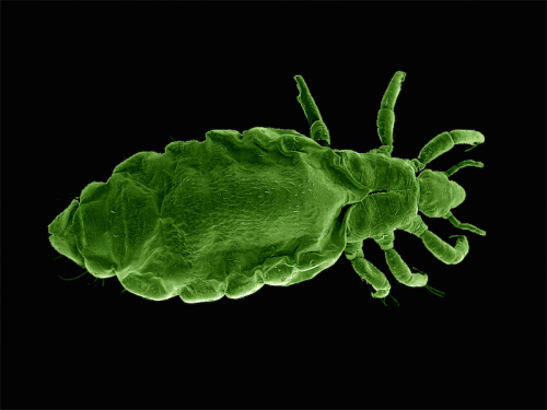 Like fleas, lice live on, not in, their hosts and feed on blood in order to survive and make their eggs. This is a Pediculus humanis capitus or head louse. Image courtesy of Cath Covacin, Stephen Barker and Rick Webb,  University of Queensland. 
