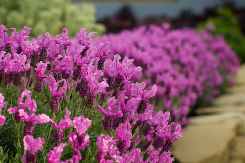 Lavender “Princess”... named as the Plant of the Year in the 2014 Nursery and Garden Industry Awards. 