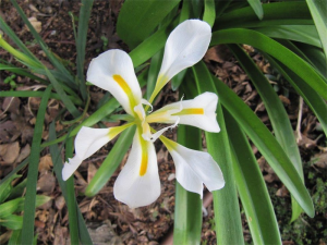 White winter flowering iris… just come into flower.