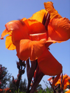 Canna flowers… give a real lift to any garden in summer and into the autumn.