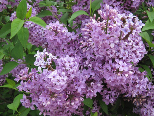 Shades of lilac to suit every gardener's colour taste. 