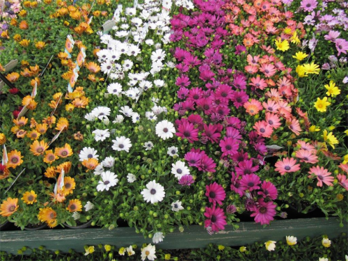 African daisies… The range of colours is extraordinary. 