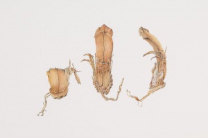  “A job complete” Radiata pine seeds – now an important food source for black cockatoos Watercolour on paper Photo - RLDI 