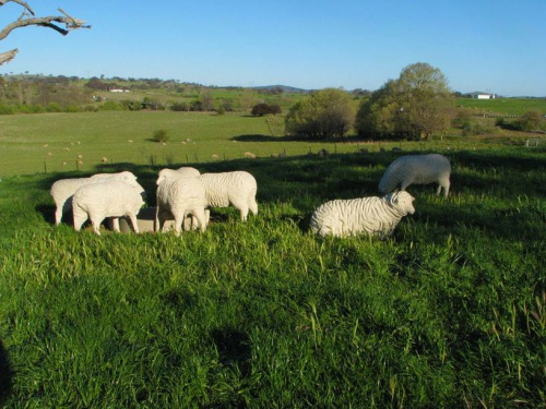 Buckman's roundabout sheep, photo Kim Nelson